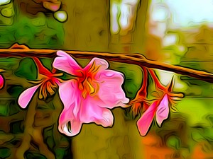 Blossom On a Limb